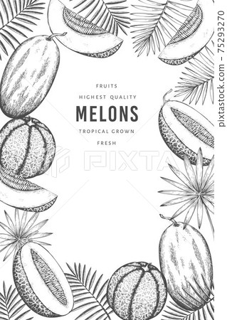 Melons with tropical leaves design template. Hand drawn vector exotic fruit illustration. Retro style fruit banner. 75293270
