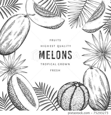 Melons with tropical leaves design template. Hand drawn vector exotic fruit illustration. Retro style fruit banner. 75293273