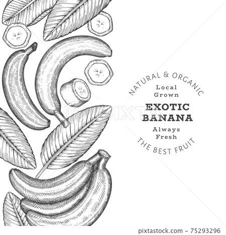 Hand drawn sketch style banana banner. Organic fresh fruit vector illustration. Retro exotic fruit design template 75293296