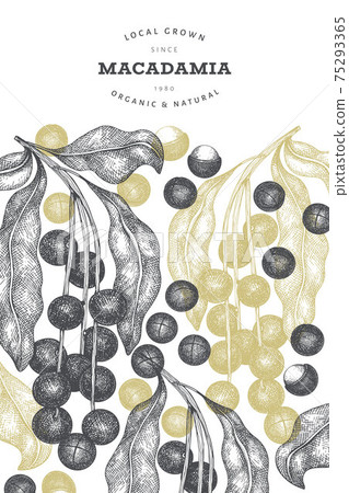 Hand drawn macadamia branch and kernels design template. Organic food vector illustration on white background. Retro nut illustration. Engraved style botanical banner. 75293365