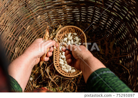 Stages of the white bean crop: dry unopened crop with ready dry beans of the same plant. Stages of the white bean crop: dry unopened crop with ready dry beans of the same plant. 75293897