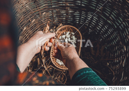 Stages of the white bean crop: dry unopened crop with ready dry beans of the same plant. Stages of the white bean crop: dry unopened crop with ready dry beans of the same plant. 75293899