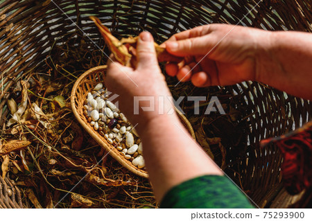 Farmer hold variety of beans in hand after harvesting. Farmer hold variety of beans in hand after harvesting. 75293900