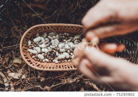 Farmer hold variety of beans in hand after harvesting. Farmer hold variety of beans in hand after harvesting. 75293902