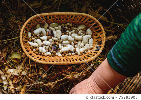 Farmer hold variety of beans in hand after harvesting. Farmer hold variety of beans in hand after harvesting. 75293903