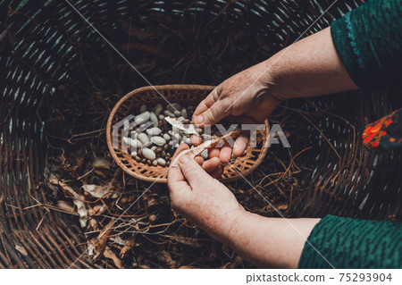 Farmer hold variety of beans in hand after harvesting. Farmer hold variety of beans in hand after harvesting. 75293904