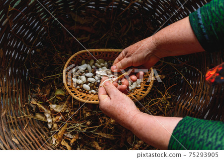 Farmer hold variety of beans in hand after harvesting. Farmer hold variety of beans in hand after harvesting. 75293905