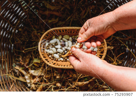 white and purple dwarf beans drying in bean pods. 75293907