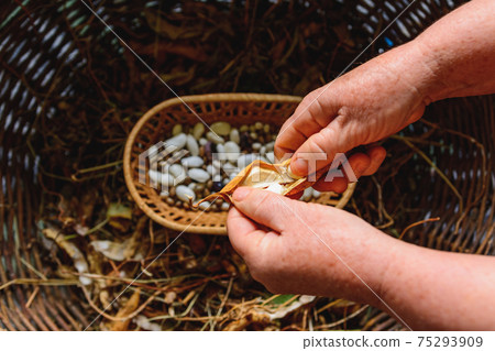 white and purple dwarf beans drying in bean pods. white and purple dwarf beans drying in bean pods. 75293909