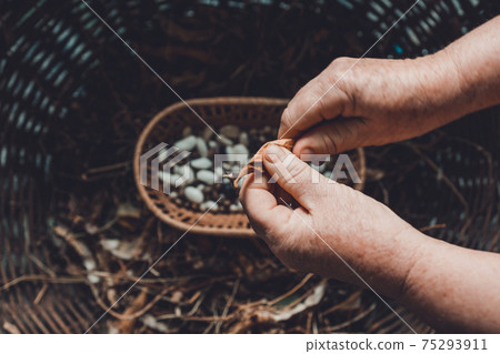 white and purple dwarf beans drying in bean pods. 75293911
