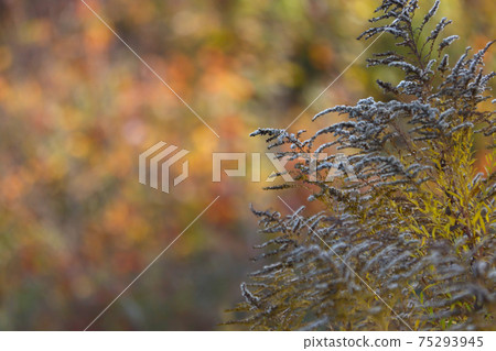 Autumn, vegetative forest background. 75293945