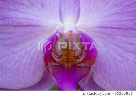 Pink moth orchid up Pink moth orchid up 75293957