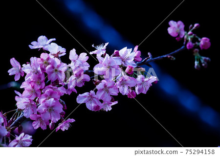 A branch of Kawazu cherry blossoms blooming at Kokawaji Temple 75294158