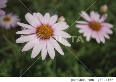 淡粉色雛菊花 淡粉色雛菊花 75294162