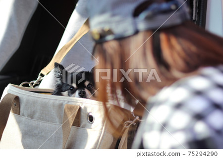 A female dog car that puts a chihuahua in a dog bag 75294290