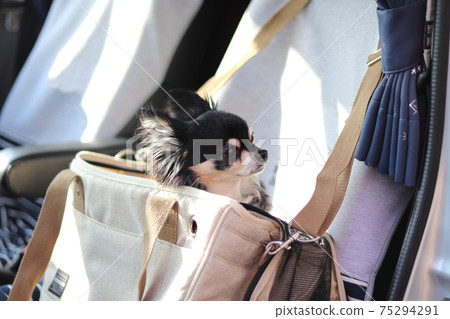 Chihuahua dog car that fits in a dog bag 75294291