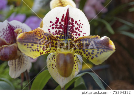 Funny orchid flower with pattern 75294352