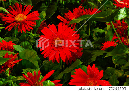 Red Gerbera Red Gerbera 75294505