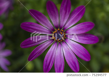 Dark purple daisy flowers 75294577