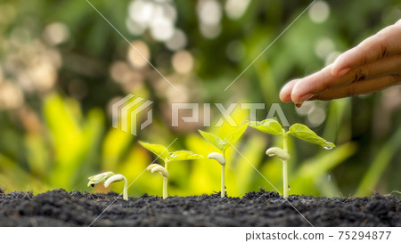 Growing crops on fertile soil and watering plants, including showing stages of plant growth, cropping concepts. 75294877
