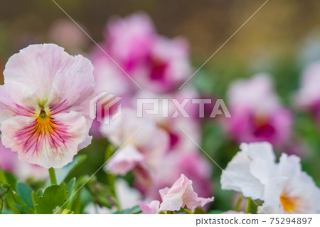 Spring Flower Pansy 75294897
