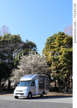 露營者和梅樹春天 75295159