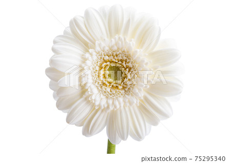 gerbera flower isolated gerbera flower isolated 75295340