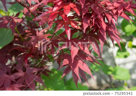 colored leaves colored leaves 75295341