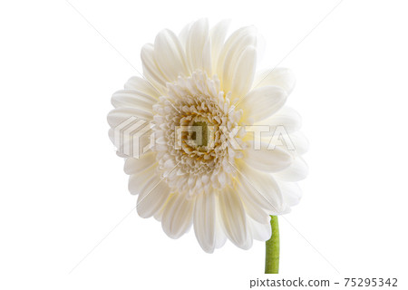 gerbera flower isolated gerbera flower isolated 75295342