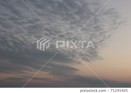 羊群白羊和瀨戶內海的大海！我家鄉黃昏魔法時刻的美麗風景！ 75295405