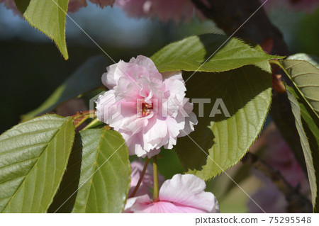Japanese flowering cherry Kanzan 75295548