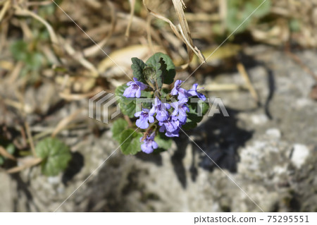 Ground-ivy Ground-ivy 75295551