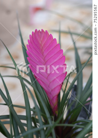 Pink quil Pink quil 75295567