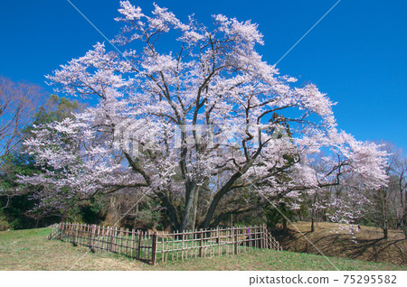 一棵櫻桃樹-宇治國櫻桃樹（八H城櫻桃樹埃德·希根） 75295582