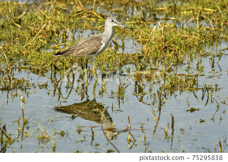 common greenshank or Tringa nebularia close up shot with reflection in water at wetland of keoladeo national park or bharatpur bird sanctuary rajasthan india - Plegadis falcinellus common greenshank or Tringa nebularia close up shot with reflection in water at wetland of keoladeo national park or bharatpur bird sanctuary rajasthan india - Plegadis falcinellus 75295838