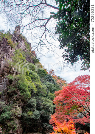 Looking up at the cliffs of Gokei and the bright red autumn leaves, Soja City, Okayama Prefecture 75296351