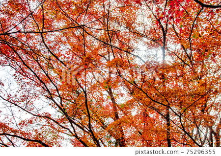 Beautiful autumn leaves wrapped in soft light Beautiful autumn leaves wrapped in soft light 75296355