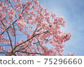 Kawazu cherry tree 75296660