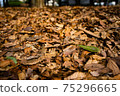 Fallen leaves  75296665