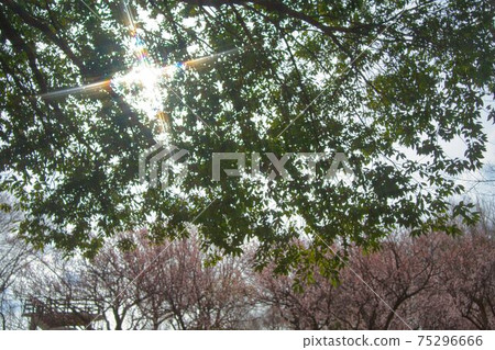 Insert light Insert light 75296666