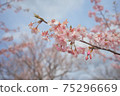 Kawazu cherry tree 75296669