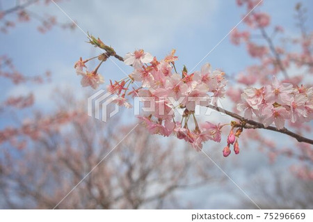 Kawazu cherry tree 75296669