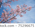 Kawazu cherry tree 75296675