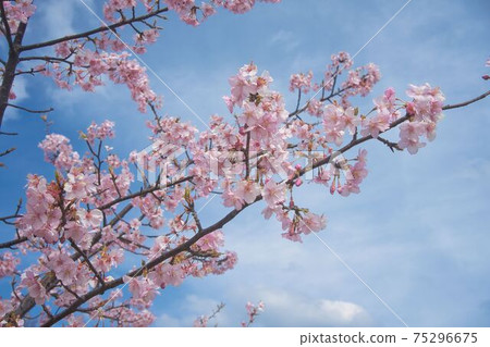 Kawazu cherry tree 75296675