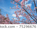 Kawazu cherry tree 75296676