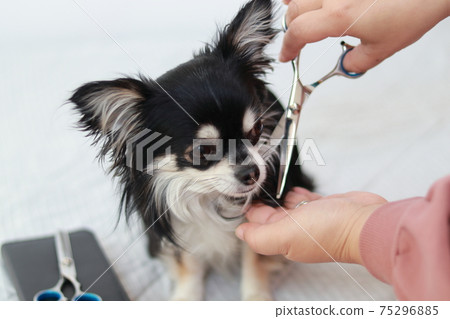 Chihuahua dog trimming 75296885