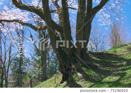 一棵櫻桃樹-宇治國櫻桃樹（八H城櫻桃樹埃德·希根） 75296920