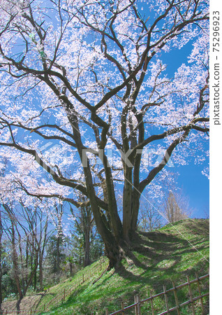 一棵櫻桃樹-宇治國櫻桃樹（八H城櫻桃樹埃德·希根） 75296923