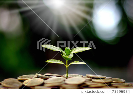 The saplings that grow on the pile of coins include the white light flooding the trees, business ideas, saving money and economic growth. The saplings that grow on the pile of coins include the white light flooding the trees, business ideas, saving money and economic growth. 75296984