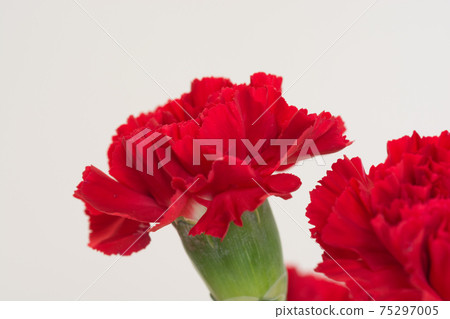 Red carnation on white background Red carnation on white background 75297005